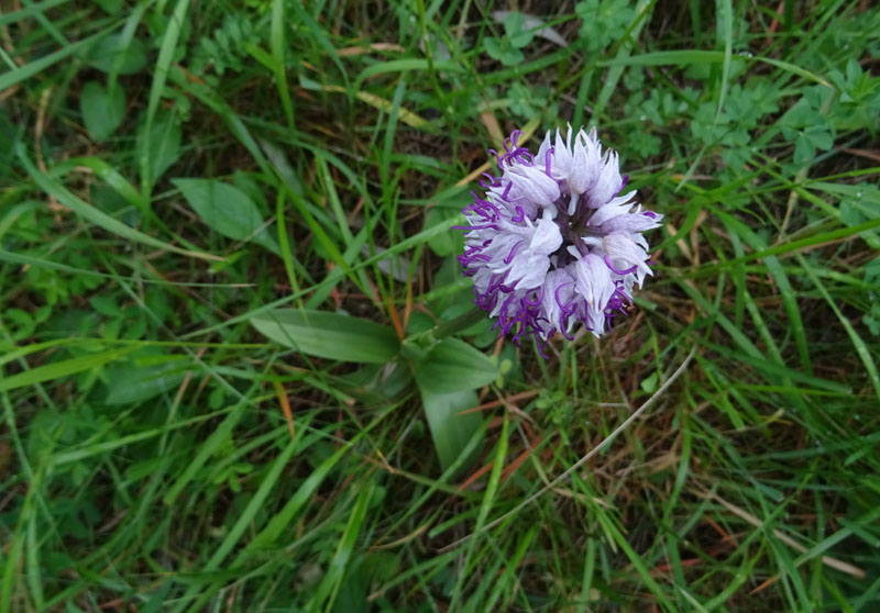 Orchis simia